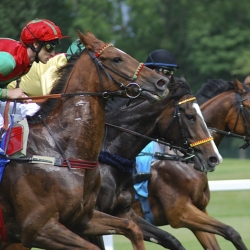 Your Thorough Guide In The 2019 Preakness Stakes Online Betting
